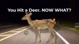 A deer stands on a road at night with the text “You Hit a Deer. NOW WHAT?” above it.